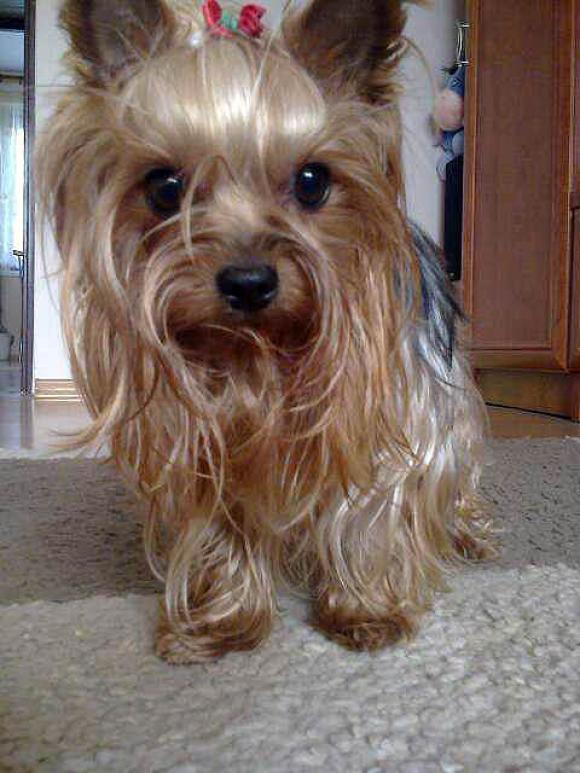 BĄBEL, BERGO, KAJA, KAMIL i DŻEJMI merdają ogonami