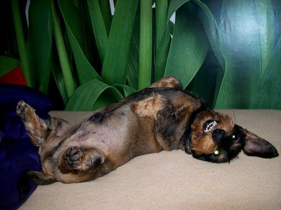 BĄBEL, BERGO, KAJA, KAMIL i DŻEJMI merdają ogonami