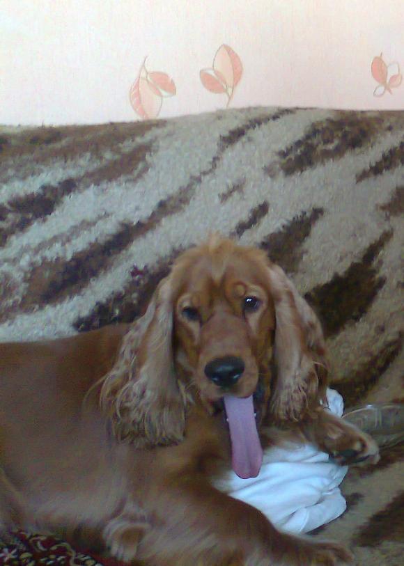 BĄBEL, BERGO, KAJA, KAMIL i DŻEJMI merdają ogonami