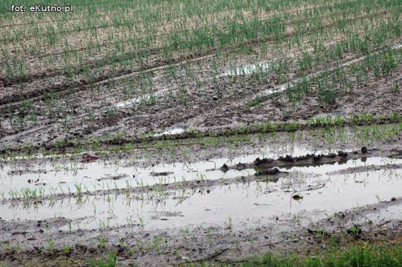 Problemy z melioracją we Wroczynach