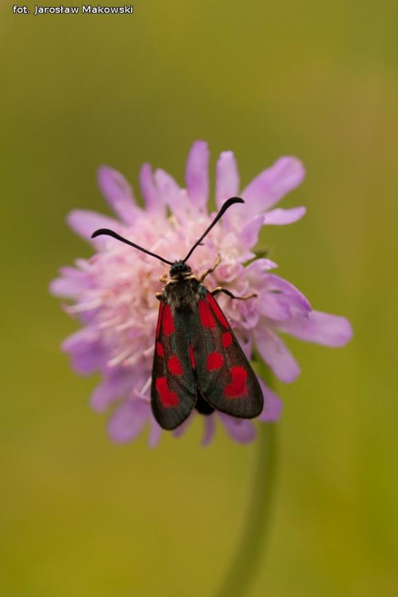 eKologia: Rezerwat Dąbrowa Świetlista - regionalna perełka
