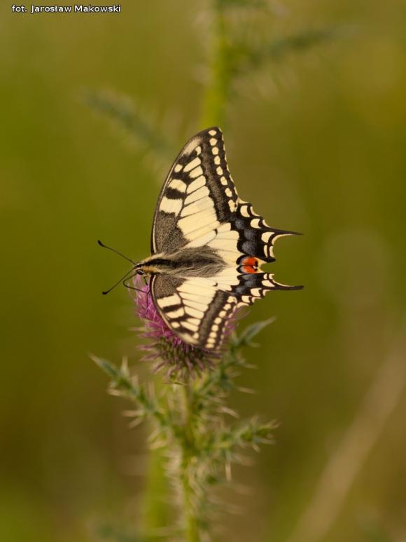 eKologia: Rezerwat Dąbrowa Świetlista - regionalna perełka