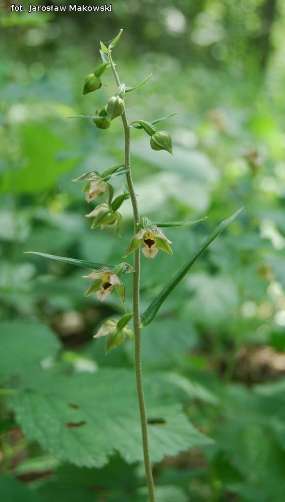 eKologia: Rezerwat Dąbrowa Świetlista - regionalna perełka