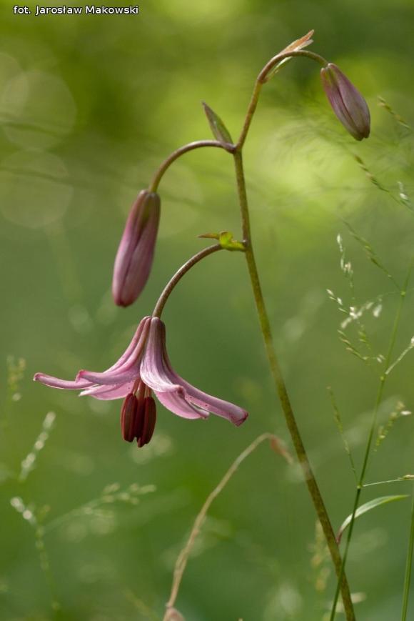 eKologia: Rezerwat Dąbrowa Świetlista - regionalna perełka