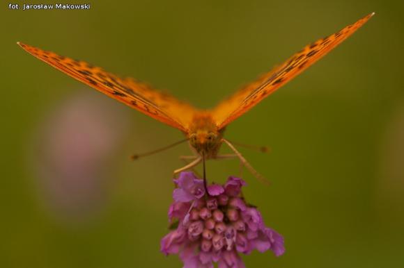 eKologia: Rezerwat Dąbrowa Świetlista - regionalna perełka