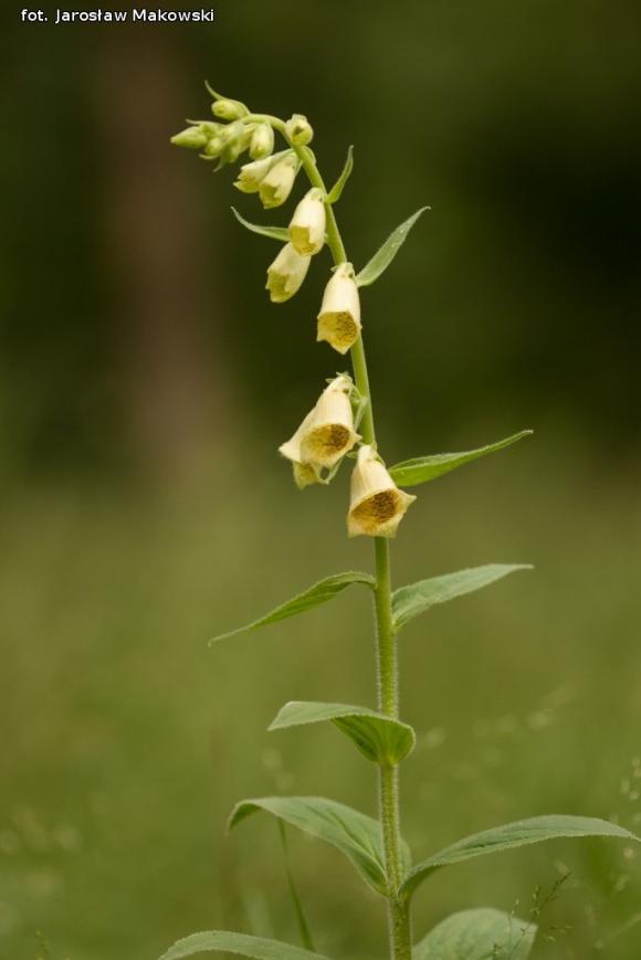 eKologia: Rezerwat Dąbrowa Świetlista - regionalna perełka