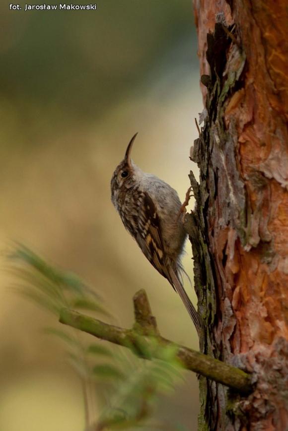 eKologia: Rezerwat Dąbrowa Świetlista - regionalna perełka