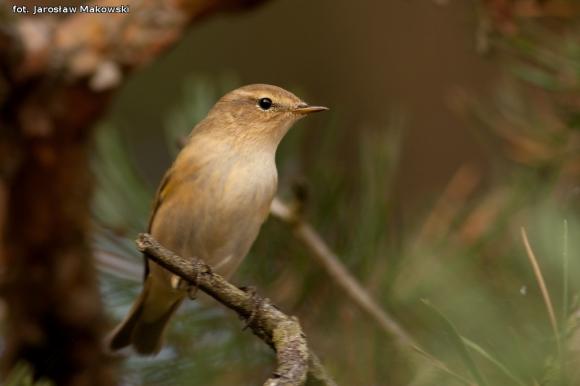 eKologia: Rezerwat Dąbrowa Świetlista - regionalna perełka