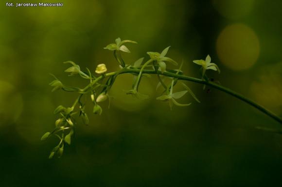 eKologia: Rezerwat Dąbrowa Świetlista - regionalna perełka