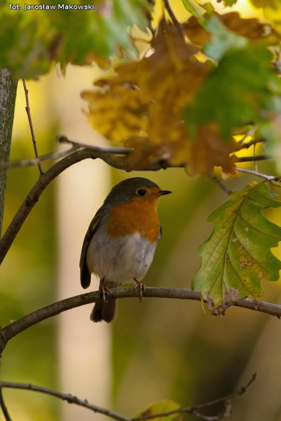 eKologia: Rezerwat Dąbrowa Świetlista - regionalna perełka