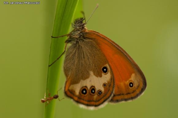 eKologia: Rezerwat Dąbrowa Świetlista - regionalna perełka