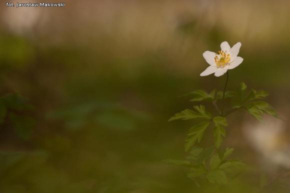eKologia: Rezerwat Dąbrowa Świetlista - regionalna perełka