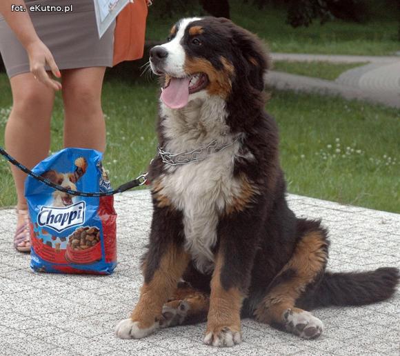 Nagrody dla NAJPSÓW rozdane