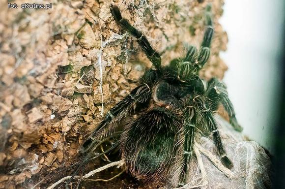 Pod patronatem eKutno.pl: Wystawa ptaszników Mariusza Arenta