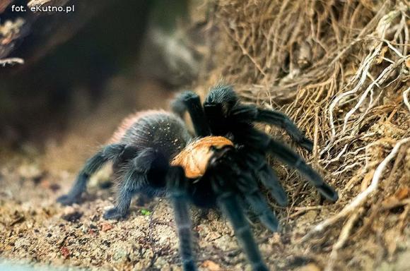 Pod patronatem eKutno.pl: Wystawa ptaszników Mariusza Arenta