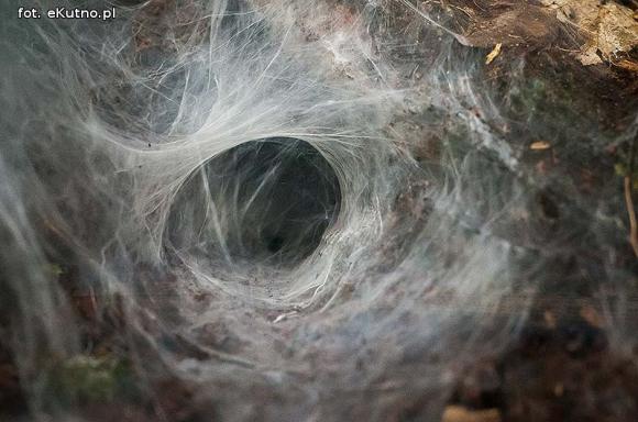 Pod patronatem eKutno.pl: Wystawa ptaszników Mariusza Arenta