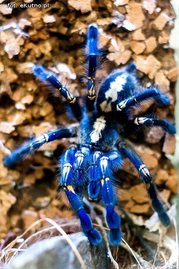 Pod patronatem eKutno.pl: Wystawa ptaszników Mariusza Arenta