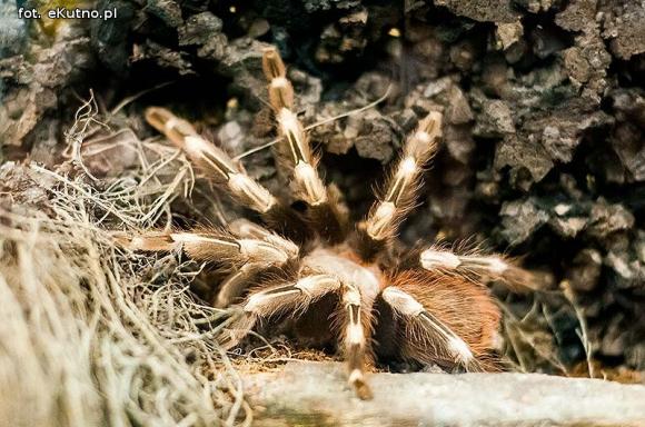 Pod patronatem eKutno.pl: Wystawa ptaszników Mariusza Arenta