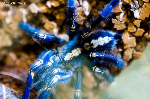 Pod patronatem eKutno.pl: Wystawa ptaszników Mariusza Arenta