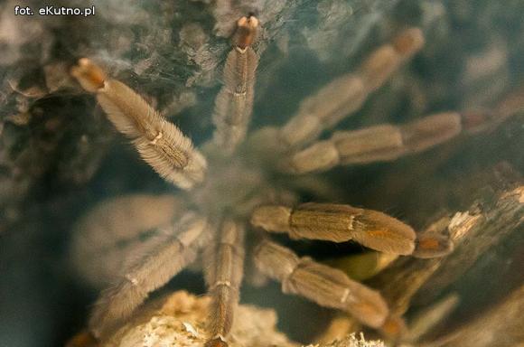 Pod patronatem eKutno.pl: Wystawa ptaszników Mariusza Arenta