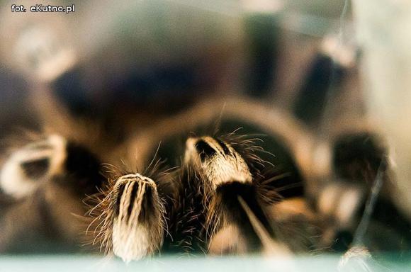 Pod patronatem eKutno.pl: Wystawa ptaszników Mariusza Arenta