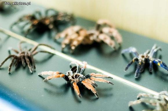 Pod patronatem eKutno.pl: Wystawa ptaszników Mariusza Arenta