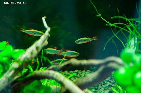 III Sympozjum Akwarystyczne w Żychlinie