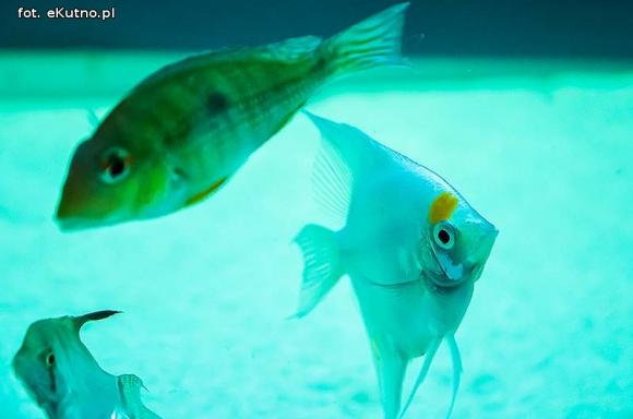 III Sympozjum Akwarystyczne w Żychlinie