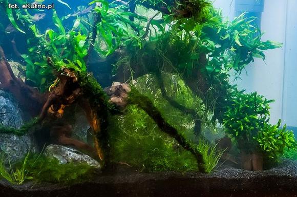 III Sympozjum Akwarystyczne w Żychlinie