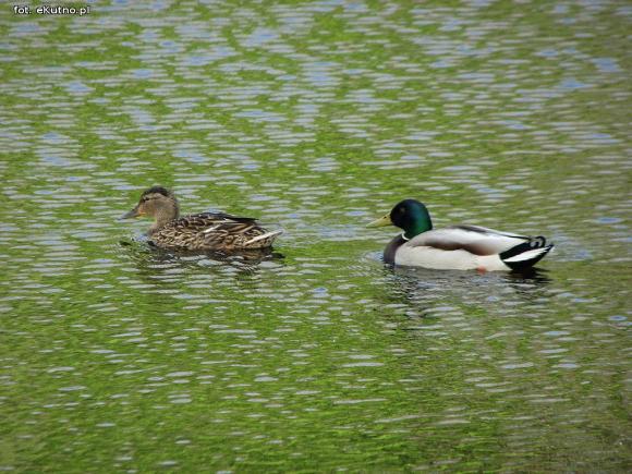 Czy pałac wróci do świetności i będzie chlubą Krośniewic? Poszukiwany inwestor