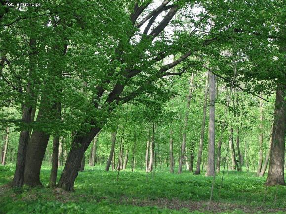 Czy pałac wróci do świetności i będzie chlubą Krośniewic? Poszukiwany inwestor