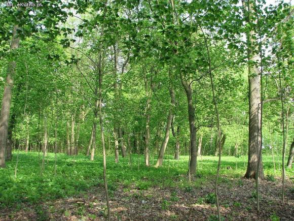 Czy pałac wróci do świetności i będzie chlubą Krośniewic? Poszukiwany inwestor