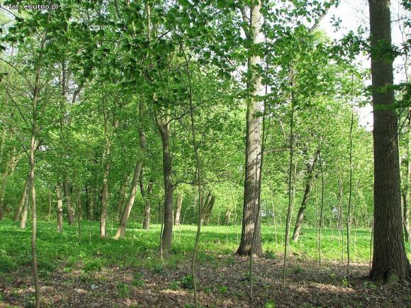 Czy pałac wróci do świetności i będzie chlubą Krośniewic? Poszukiwany inwestor