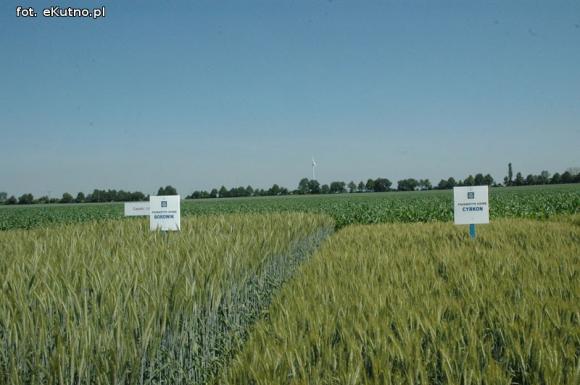 Jaka praca jest najcenniejsza na Ziemi? Dni Pola w Strzelcach