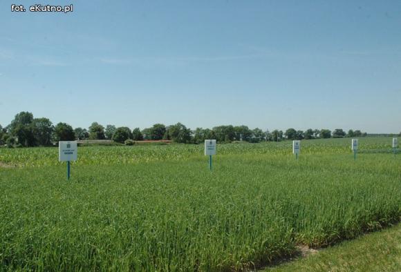 Jaka praca jest najcenniejsza na Ziemi? Dni Pola w Strzelcach