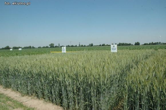 Jaka praca jest najcenniejsza na Ziemi? Dni Pola w Strzelcach