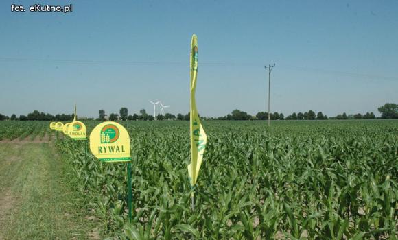 Jaka praca jest najcenniejsza na Ziemi? Dni Pola w Strzelcach