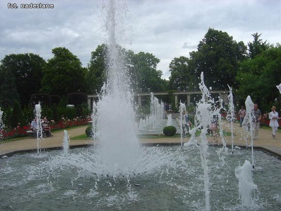 Kutnowianie w Ogrodzie Różanym w Forst