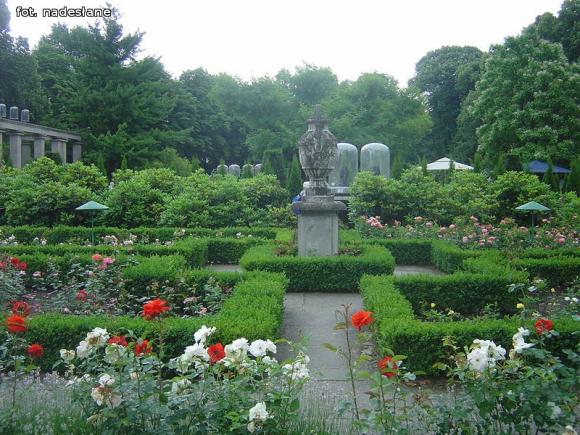 Kutnowianie w Ogrodzie Różanym w Forst