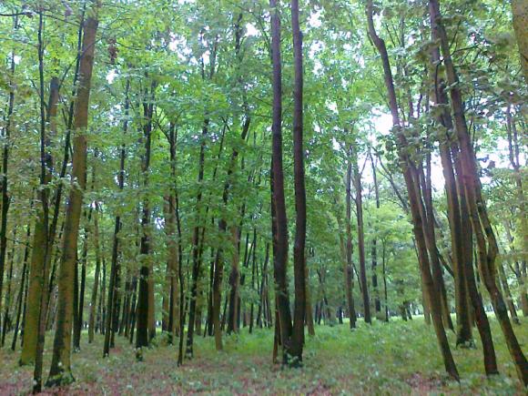 Gmina Łanięta i Miasto Kutno z dofinansowaniami na odnowienie zabytkowych parków