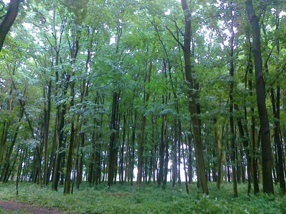 Gmina Łanięta i Miasto Kutno z dofinansowaniami na odnowienie zabytkowych parków