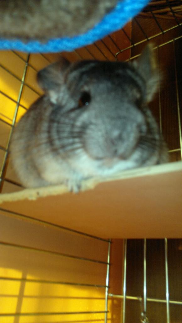 eKologia: Lucjan, Stuart, Pruszynka i inne. Pierwsze najgryzonie