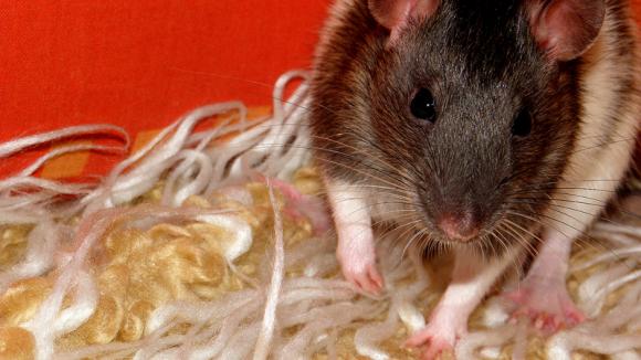 eKologia: Lucjan, Stuart, Pruszynka i inne. Pierwsze najgryzonie