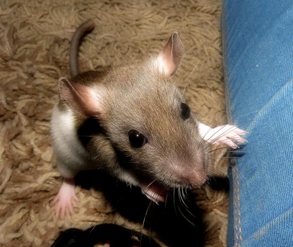 eKologia: Lucjan, Stuart, Pruszynka i inne. Pierwsze najgryzonie