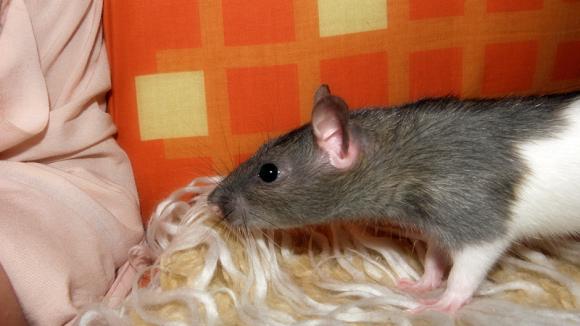 eKologia: Lucjan, Stuart, Pruszynka i inne. Pierwsze najgryzonie