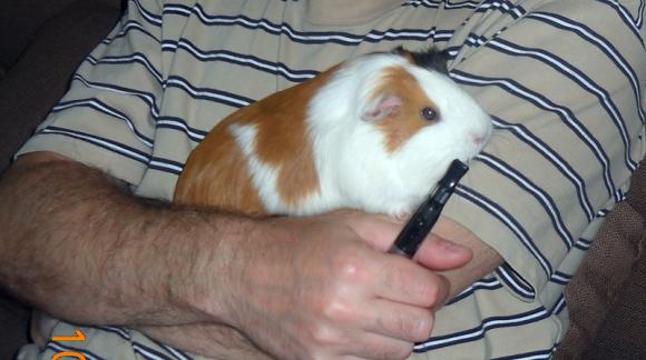 eKologia: Lucjan, Stuart, Pruszynka i inne. Pierwsze najgryzonie