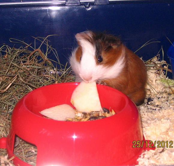 eKologia: Lucjan, Stuart, Pruszynka i inne. Pierwsze najgryzonie