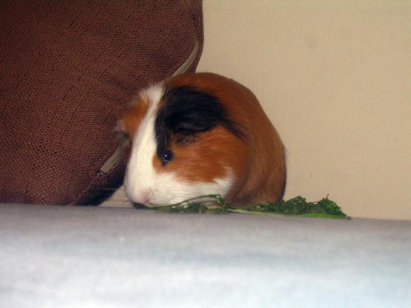 eKologia: Lucjan, Stuart, Pruszynka i inne. Pierwsze najgryzonie