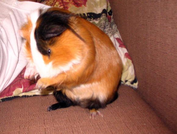 eKologia: Lucjan, Stuart, Pruszynka i inne. Pierwsze najgryzonie