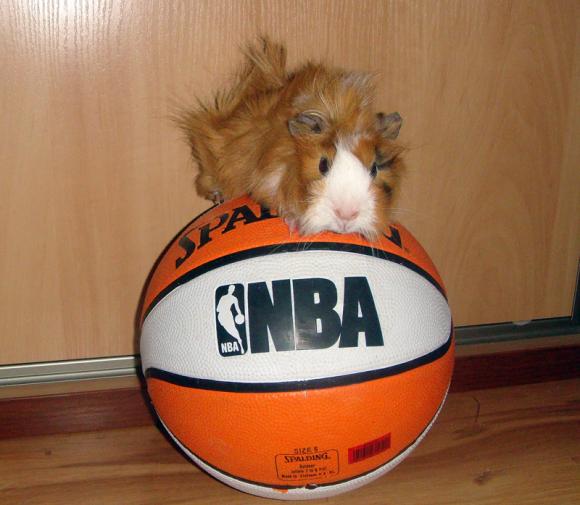 eKologia: Lucjan, Stuart, Pruszynka i inne. Pierwsze najgryzonie